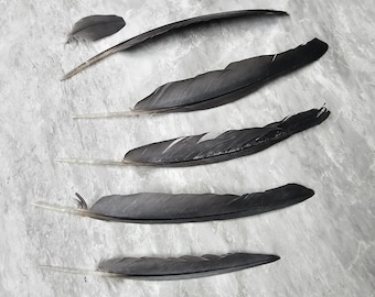 Tropical Bird / Parrot Feathers Grey Variety Pack (Help Support our Non-profit Sanctuary) 130