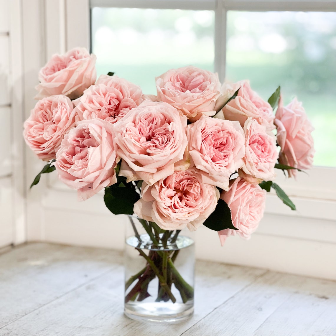 Princess Hitomi Blush Luxury Cut Garden Roses 12 Stems per Bunch Etsy