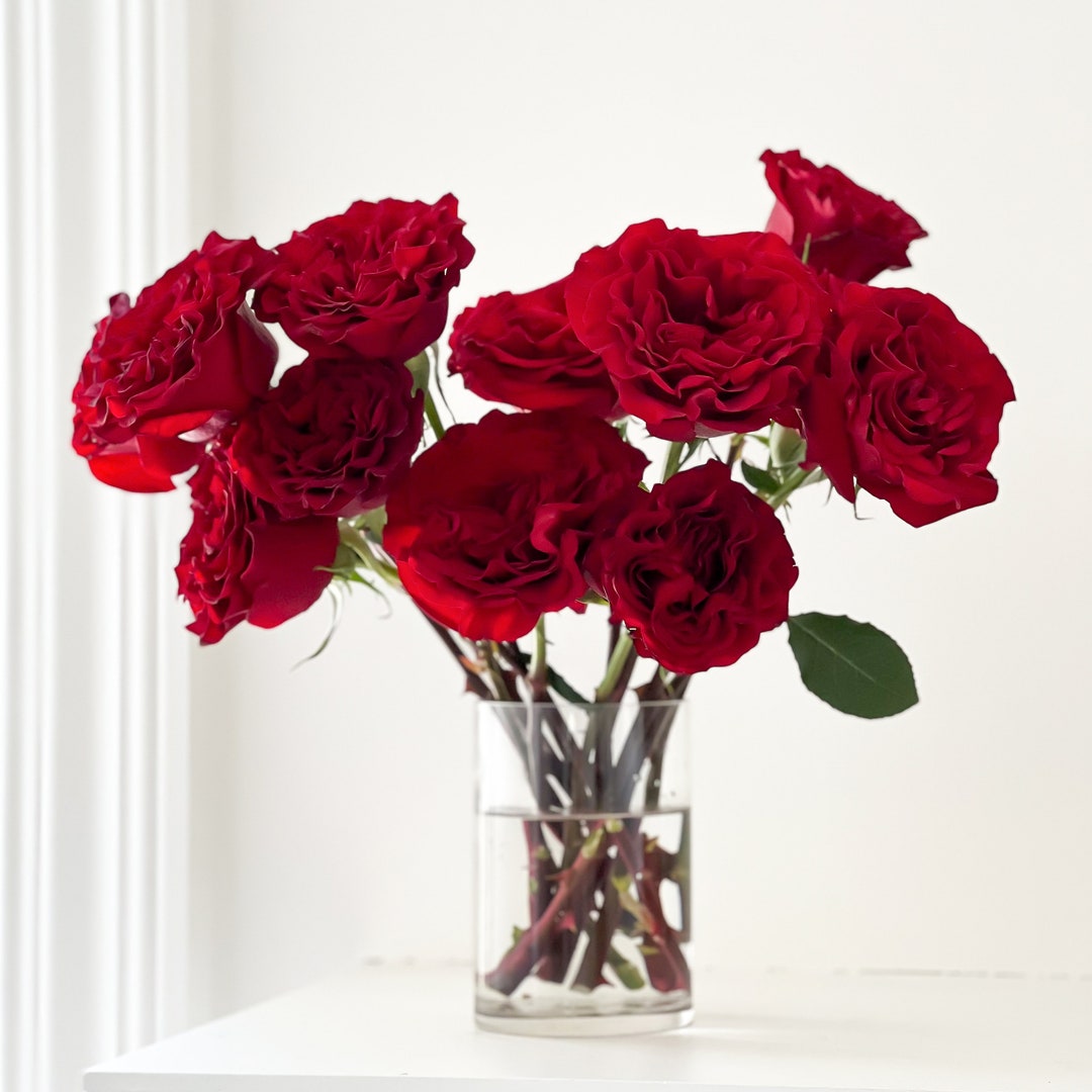 Wanted Red Luxury Cut Garden Roses 12 Stems per Bunch Etsy