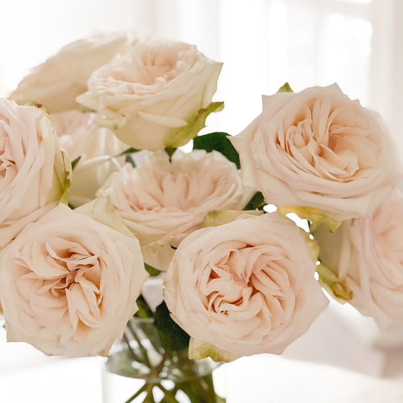 White O'hara Luxury Cut Garden Roses 12 Stems per Bunch Etsy