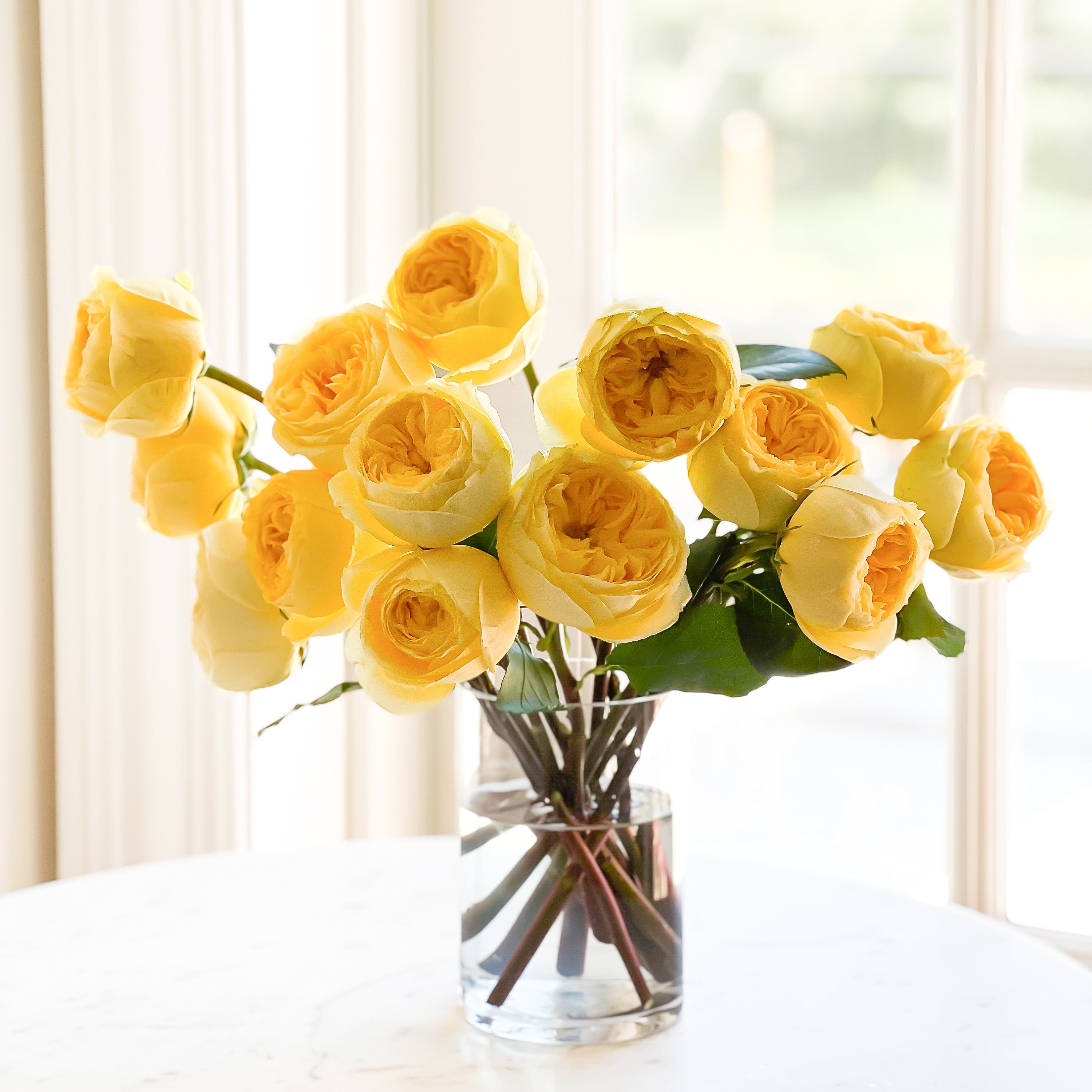 Catalina Yellow Luxury Cut Garden Roses 12 Stems per Bunch - Etsy