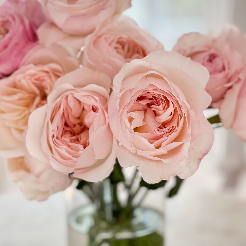 David Austin Kiera Blush Pink Luxury Cut Garden Roses 12 Etsy