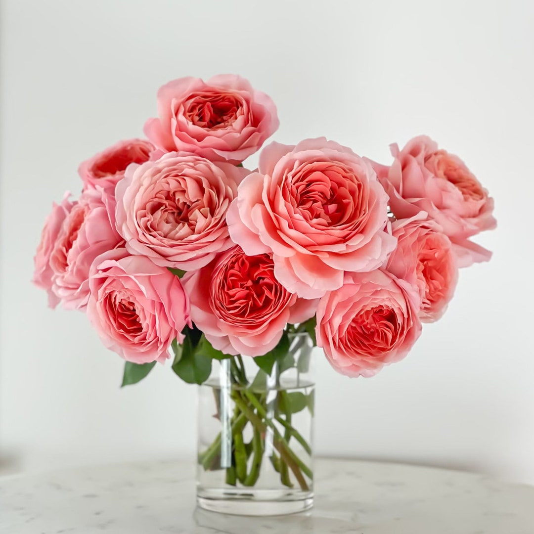 Romantic Antike Pink Luxury Cut Garden Roses 12 Stems per Bunch Etsy
