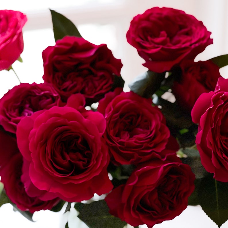 David Austin Darcey Red Luxury Cut Garden Roses 12 Stems per Bunch Etsy