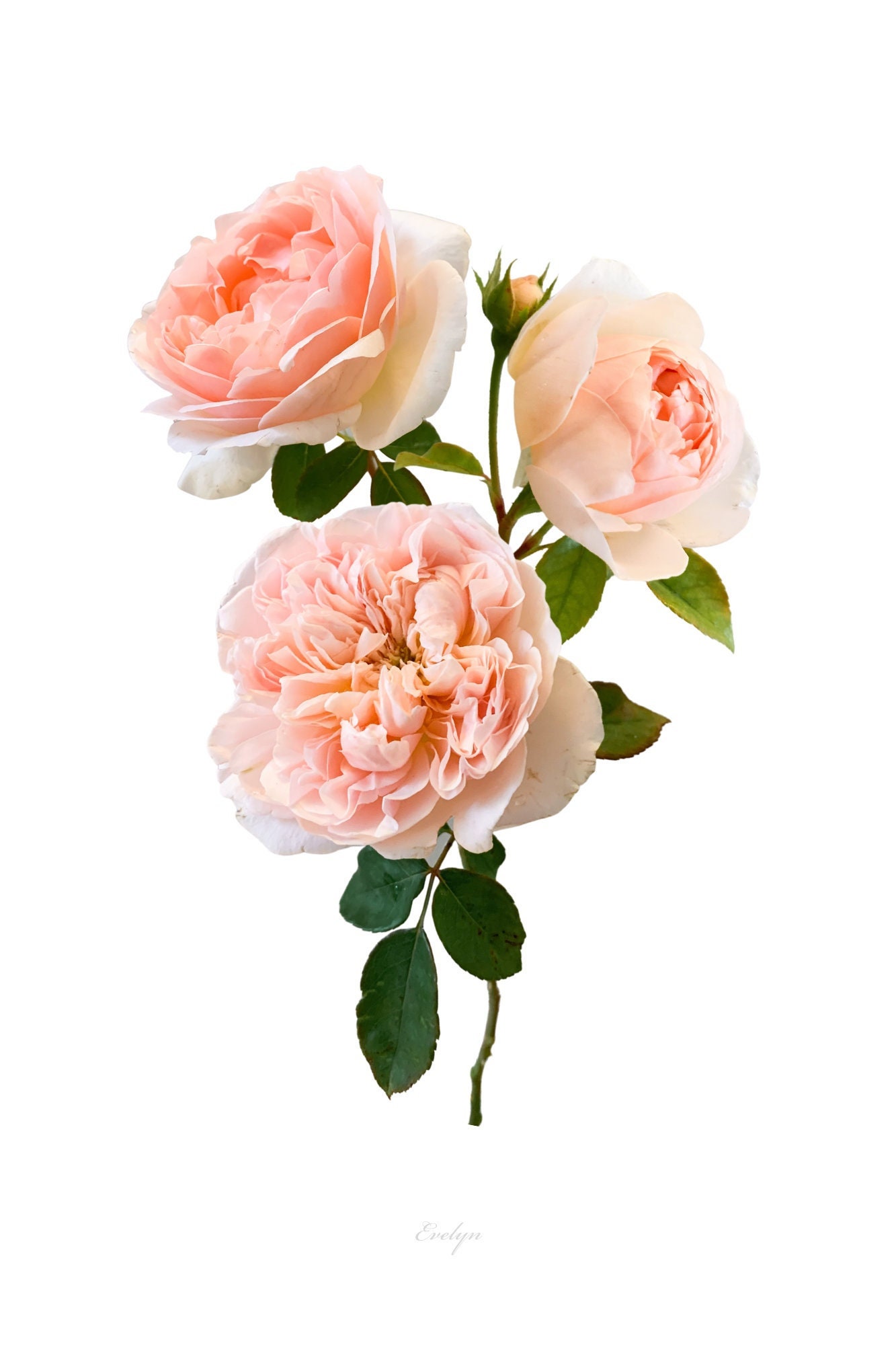 Evelyn Blush Garden Rose Botanical Print From Grace Rose Etsy