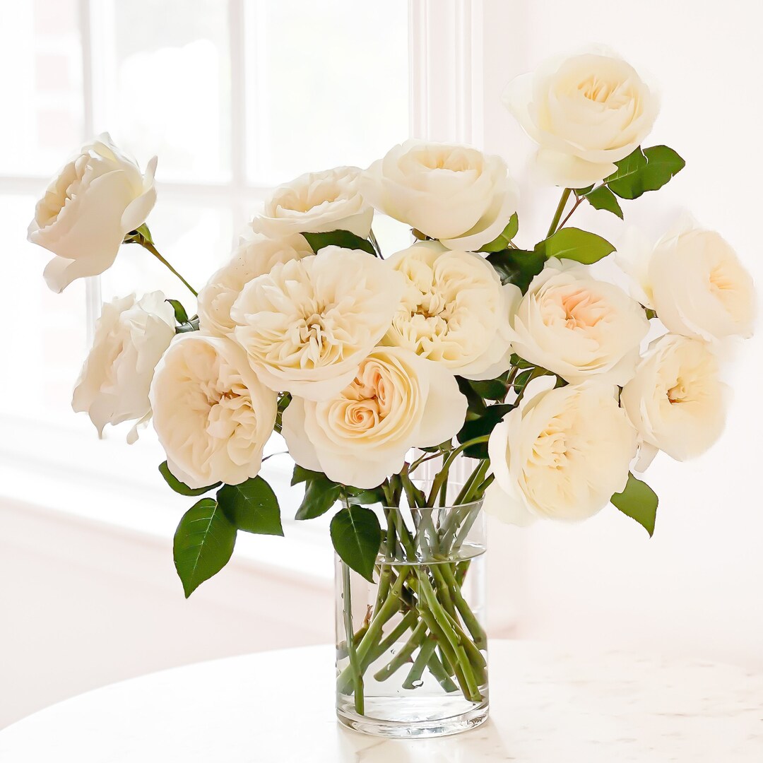 David Austin Leonora White Luxury Cut Garden Roses 12 Stems per Bunch