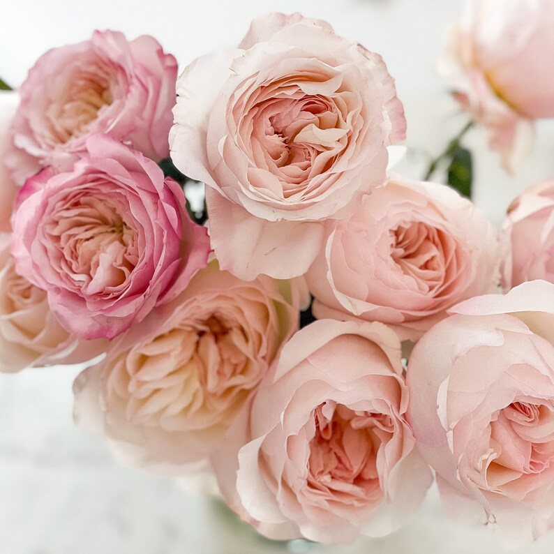 David Austin Kiera Blush Pink Luxury Cut Garden Roses 12 Etsy