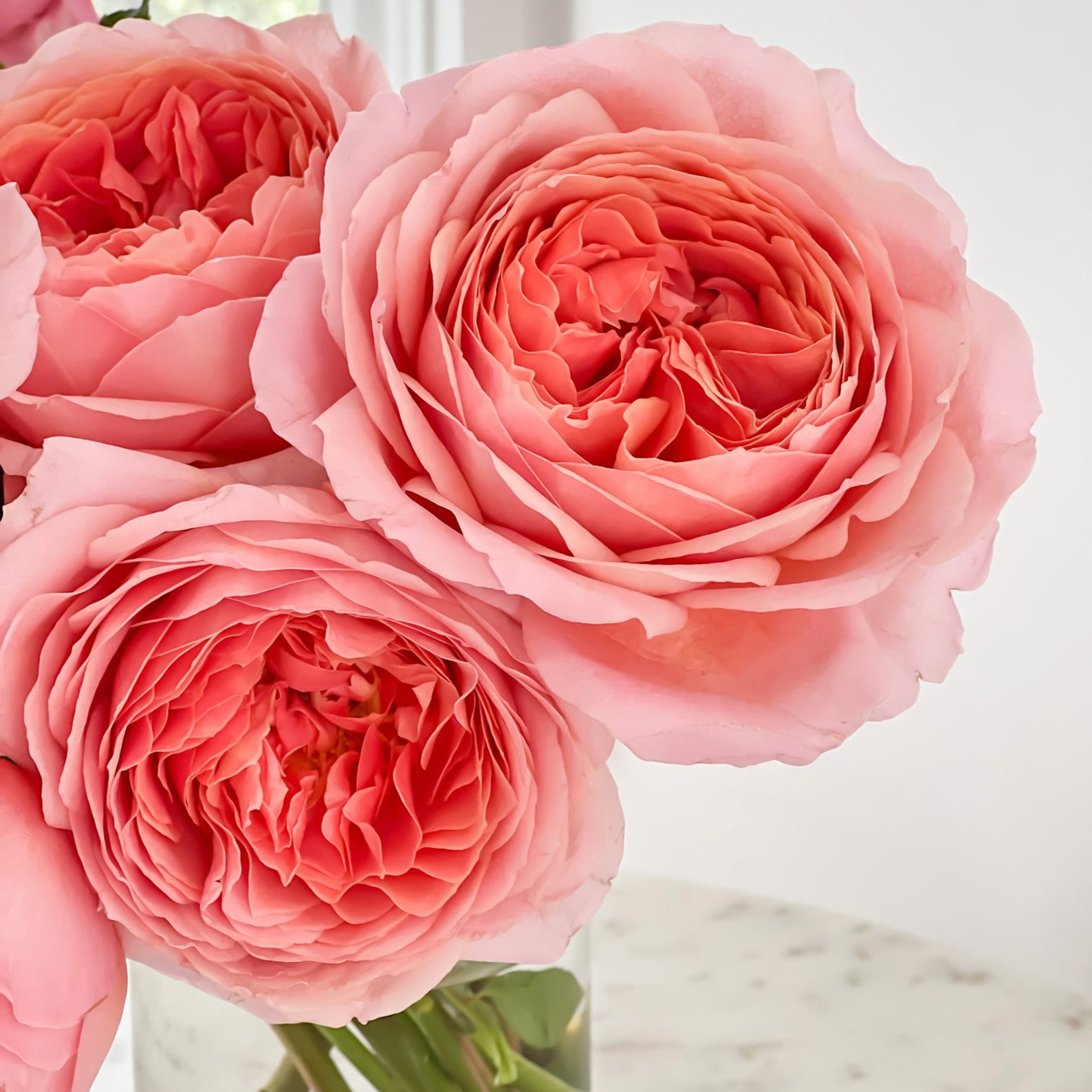 Romantic Antike Pink Luxury Cut Garden Roses 12 Stems per Bunch Etsy