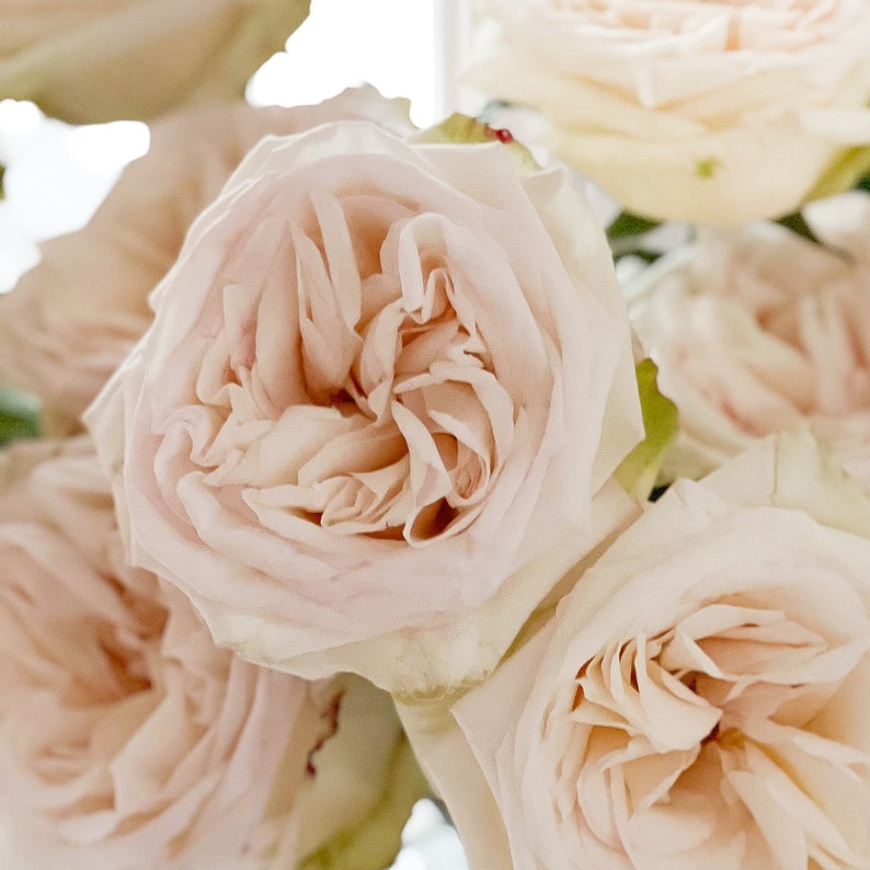 White O'hara Luxury Cut Garden Roses 12 Stems per Bunch Etsy