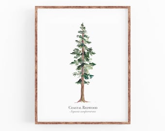 Coastal Redwood | 11&quot;x14&quot; Fine Art Print | Mother&#39;s Day Gift | Father&#39;s Day Gift| Birthday Gift