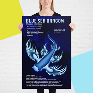 May include: A blue sea dragon, also known as Glaucus atlanticus, is depicted in a stylized illustration. The sea dragon is floating upside down with its wings spread out. The background is a dark blue with white lightning-like streaks. The text "BLUE SEA DRAGON" is at the top of the image, with the scientific name "Glaucus atlanticus" below it. The text describes the sea dragon's characteristics, including its ability to float with the help of a gas-filled sac in its stomach and its ability to deliver a painful sting.