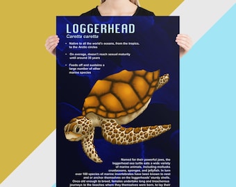 Educational Poster Print - Loggerhead Sea Turtle