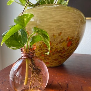 May include: A clear glass vase with a copper wire around the top, filled with water and a potted plant with roots. The plant has green and white leaves and is growing in the vase.