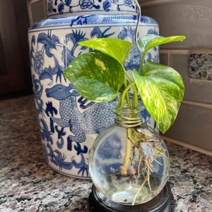 May include: A potted plant with variegated green leaves in a clear glass bulb vase with roots visible. The vase is on a dark wooden stand. The plant is next to a blue and white porcelain jar with a dragon design.