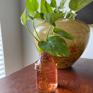 May include: A potted plant with green leaves in a clear glass bottle with a copper wire around the top. The bottle is filled with water and the roots of the plant are visible. The plant is sitting on a wooden table.