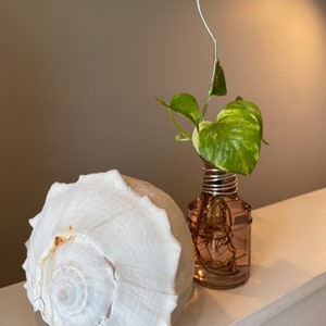 May include: A large, white seashell with a spiral pattern sits next to a small, pink glass bottle holding a green and yellow plant. The bottle is wrapped with silver wire. The items are on a white shelf.