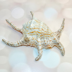 Natural Large Sea Shell Nautical Coastal Grandma Home Decor
