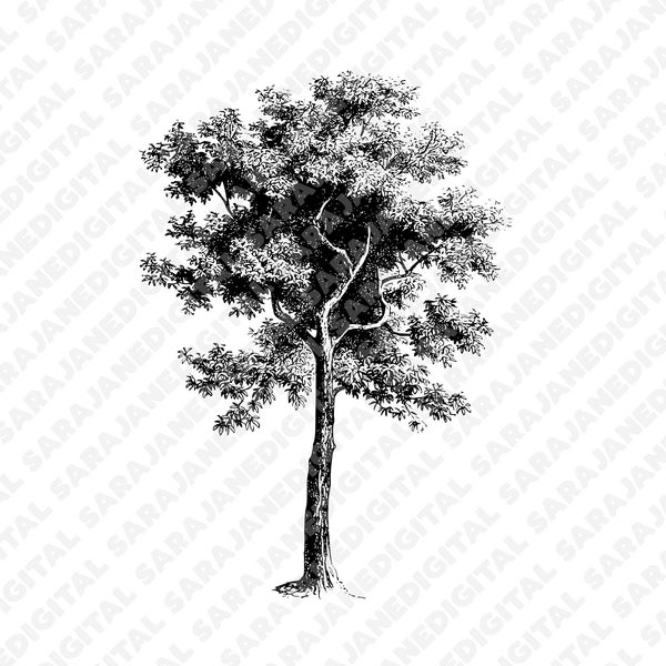 Tall old tree oak maple forest PNG SVG vintage illustration sketch clip art hand drawn Vector, Transparent Background, sticker