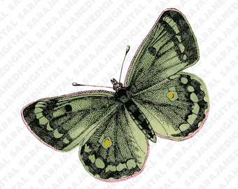 Green butterfly moth insect bug PNG SVG, vintage illustration sketch, clip art, hand drawn, Vector, Transparent Background, sticker