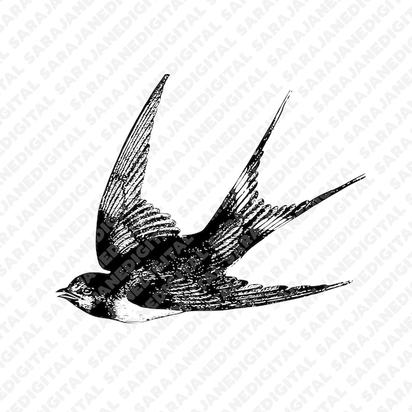 Swallow bird wild animal tattoo PNG SVG, vintage illustration sketch, clip art, hand drawn, Vector, Transparent Background, sticker