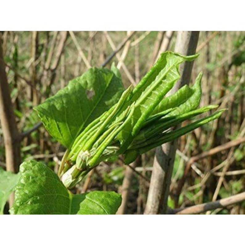 Organic Japanese Knotweed Powder 1lb Pure Japanese Knotweed Etsy