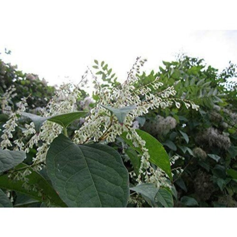 Organic Japanese Knotweed Powder 1lb Pure Japanese Knotweed Etsy