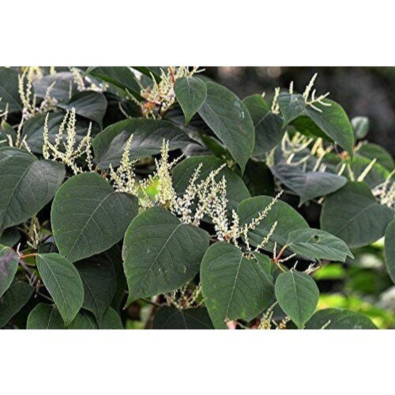 Organic Japanese Knotweed Powder 1lb Pure Japanese Knotweed Etsy