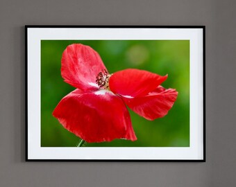 Roter Mohn Fine Art Fotografie: Luke Levi Blumenfoto
