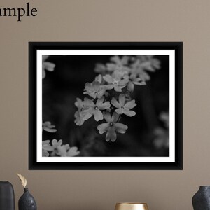 Evening Verbena: Framed Fine Art Photography Print
