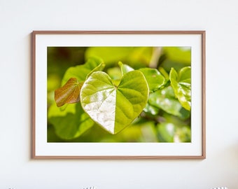 Heart-Shaped Leaf: Fine Art Photography Print | Redbud Tree Leaves | Nature Photography