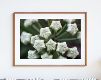 Secret Stars Fine Art Photography Print: Hoya Plant Photo
