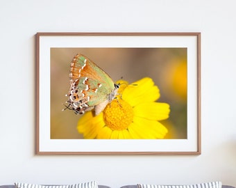 Schmetterling auf gelber Blume Fotografie Druck: Fine Art