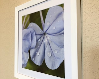 Blue Raindrops | Framed Limited Edition Photography Print | 8x8" Print in 11x11" Frame