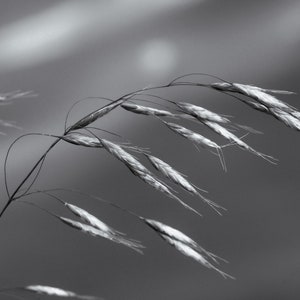 Windy Relief: Framed Fine Art Photography Print | Black and White Photography