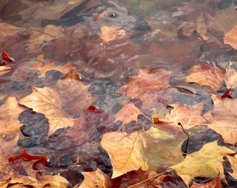 Framed Photography Print | 6x6" Print in 9x9" Frame