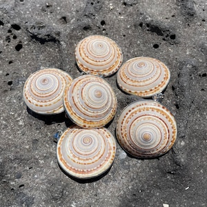 Schelpenbedels met parelmoer achterkant / Natuurlijke schelp DIY-knutselspullen met borgtochtdetails