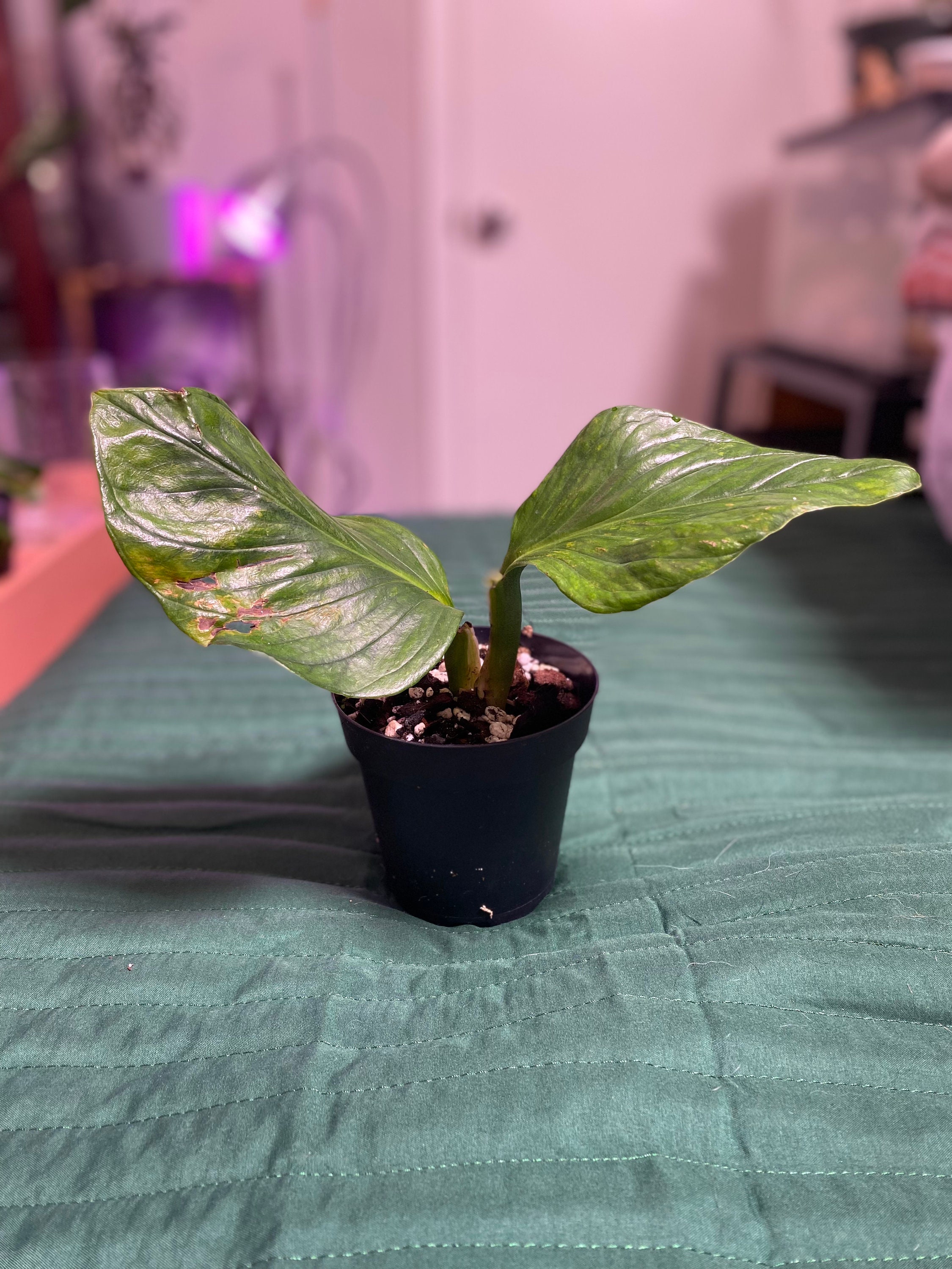 Monstera Siam 4in Pot RARE - Etsy