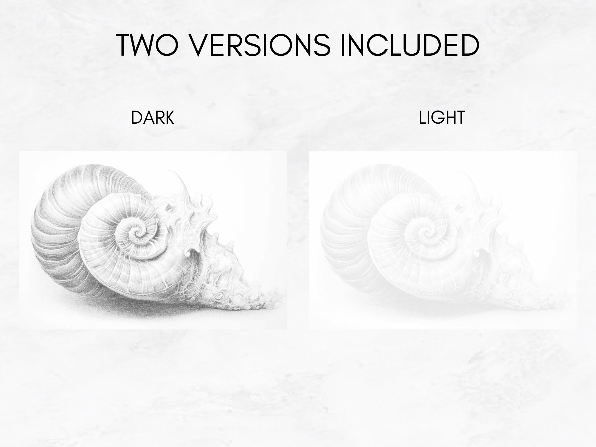 25 Coloring Pages, Sea Shells Coloring Book Summer Grayscale Coloring ...