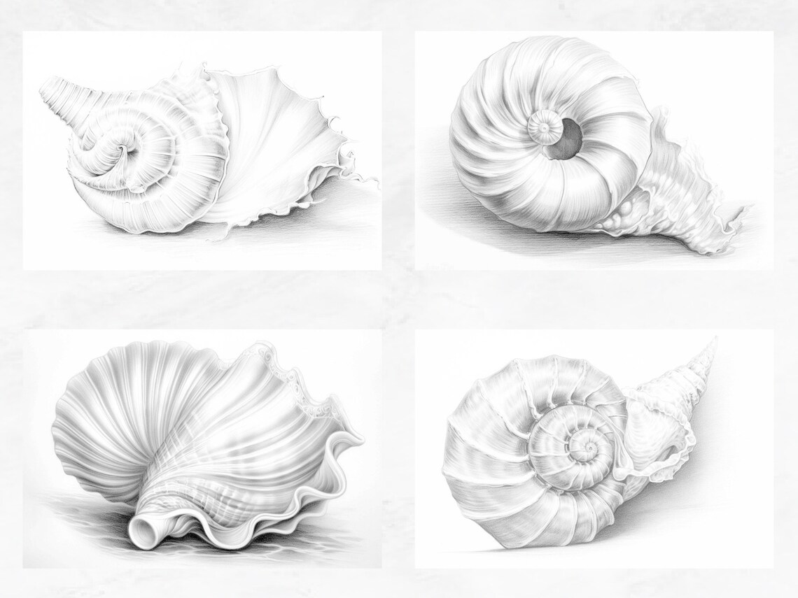 25 Coloring Pages, Sea Shells Coloring Book Summer Grayscale Coloring ...