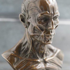 Metallguss Bronze Écorché - Anatomie/Anatomische Medizinbüste - A Vanitas - A Memento Mori & Gothic Themed Art Gießerei gegossene Skulptur