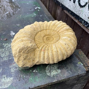 Plain Grand Tour Natural History Sculpture - A Faux Jurassic Ammonite Fossil As A Victorian Curio