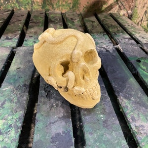 Plain Macabre Gothic Oddity: A Memento Mori Anatomic / Anatomy Skull With Snakes - A Vanitas Sculpture / Death Art Curio