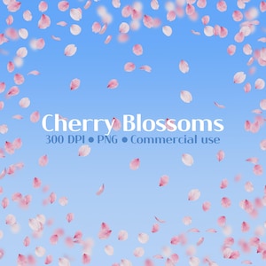 May include: A digital image with a blue gradient background and falling pink cherry blossom petals. White text reads "Cherry Blossoms", "300 DPI • PNG • Commercial use".
