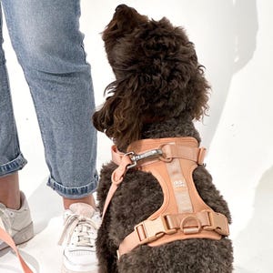 Op de afbeelding: Een bruine hond draagt een perzikkleurig tuigje met een bijpassende lijn. Het tuigje heeft een metalen sluiting en de merknaam "dg.dog" is erop gedrukt. De hond kijkt omhoog en een persoon met een blauwe spijkerbroek en witte sneakers staat in de buurt.