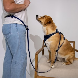 Puede incluir: Un perro marrón claro con un arnés y correa azul marino está sentado en una silla de madera. La correa se conecta a un cinturón usado por una persona con jeans azules y una camisa blanca. El perro mira hacia arriba.