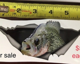 Black Crappie Decal "Busting Out"