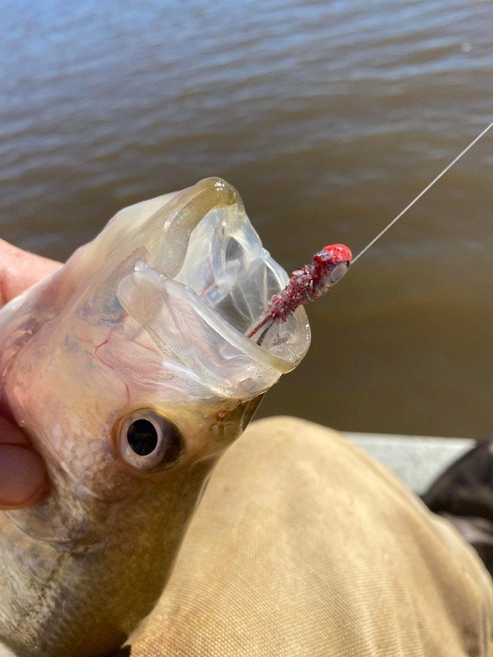 Crappie Jig - Bleeding Shad - Etsy