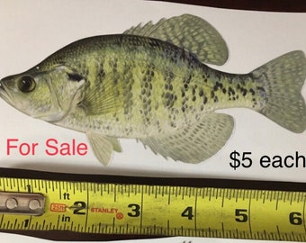 White Crappie - Decal