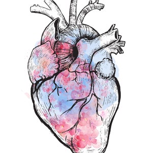 Anatomical Heart in watercolor- digital download - PNG, SVG, JPEG