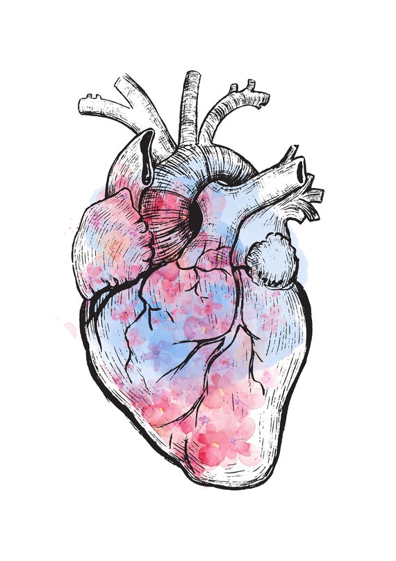 Anatomical Heart in watercolor- digital download PNG, SVG, JPEG - Main Image